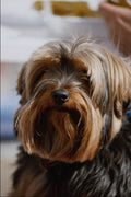 659067 Yorkie A4 Photo Print