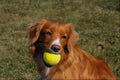 659068 Nova Scotia Duck Trolling Retriever A4 Photo Print