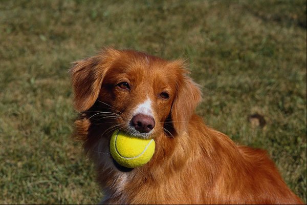 659068 Nova Scotia Duck Trolling Retriever A4 Photo Print