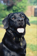 659069 Rufus, Black Labrador A4 Photo Print