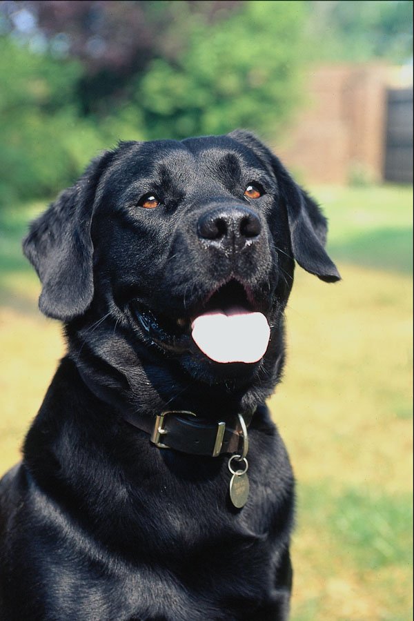659069 Rufus, Black Labrador A4 Photo Print