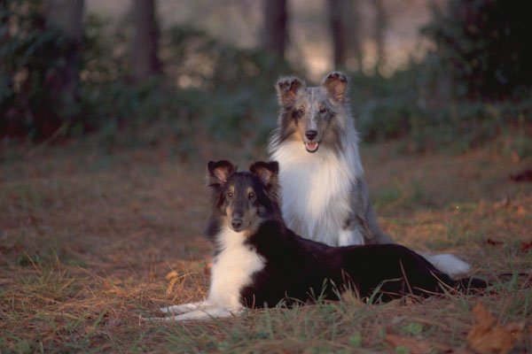659070 Shelties A4 Photo Print