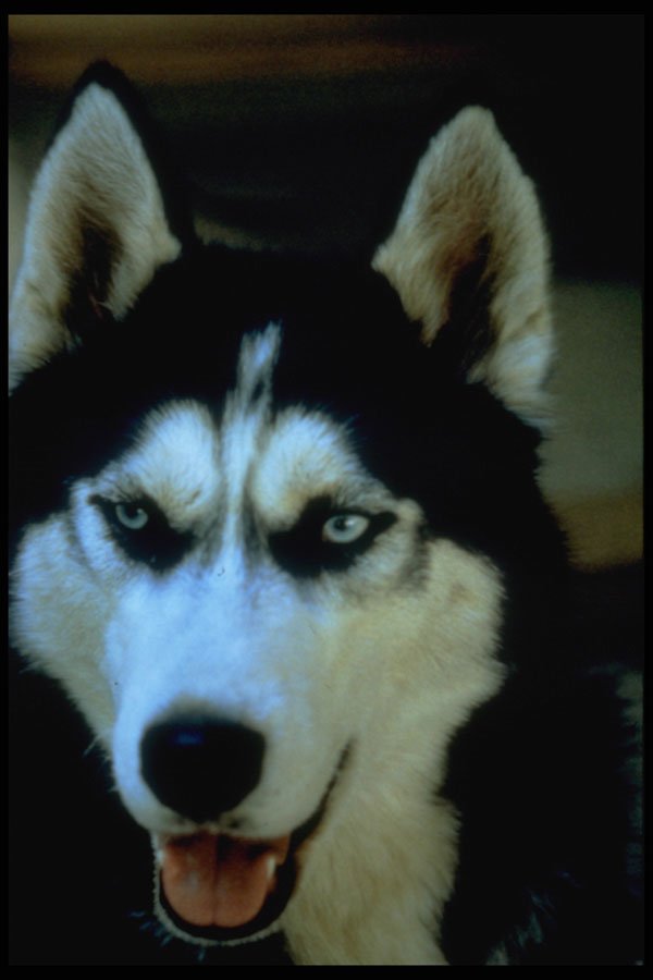 659071 Siberian Sledge Dog A4 Photo Print