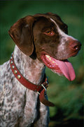 659072 Portrait Of A German Shorthaired Pointer, Arizona A4 Photo Print