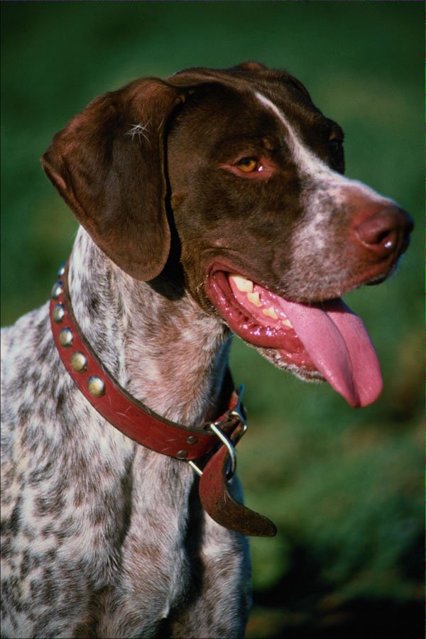 659072 Portrait Of A German Shorthaired Pointer, Arizona A4 Photo Print