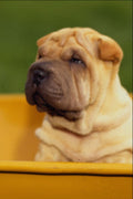 659073 Shar Pei A4 Photo Print