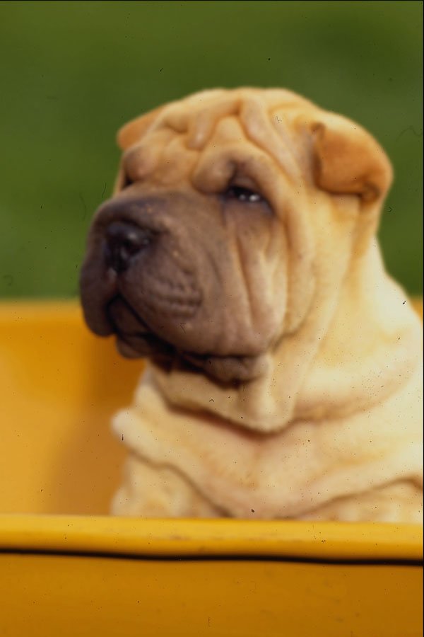 659073 Shar Pei A4 Photo Print