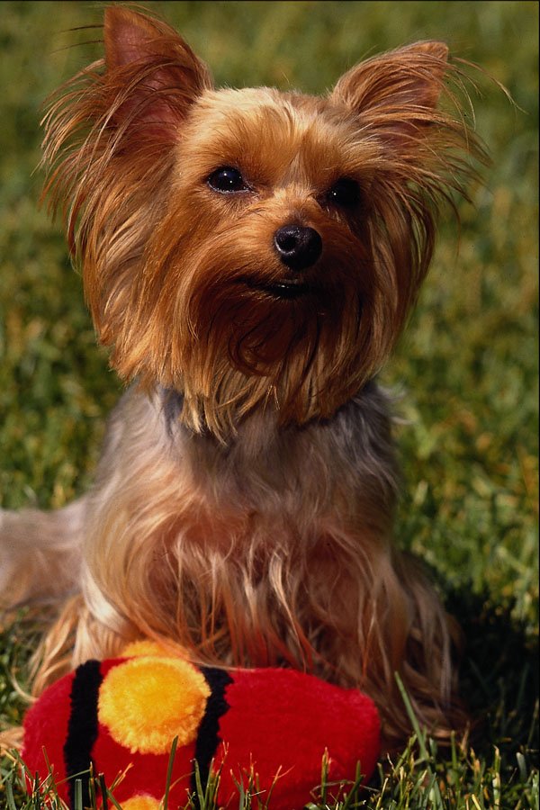 659074 Yorshire Terrier A4 Photo Print