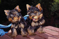 659075 Yorkshire Terrier Pups A4 Photo Print
