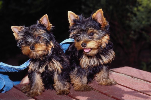 659075 Yorkshire Terrier Pups A4 Photo Print