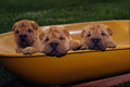 659076 Shar Pei Pups In Wheelbarrow A4 Photo Print