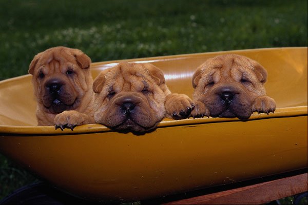 659076 Shar Pei Pups In Wheelbarrow A4 Photo Print