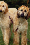 659077 Afghan Pups A4 Photo Print