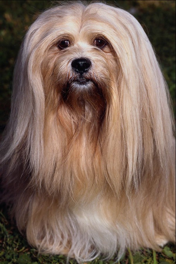 659078 Am Can Champion Conformation, Lhasa Apso A4 Photo Print