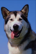 659079 Alaskan Malamute Chemal's Noon Wolf A4 Photo Print
