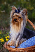 659080 Magic, Yorkshire Terrier A4 Photo Print