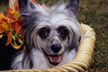 659081 Joy, Chinese Crested Powder Puff A4 Photo Print