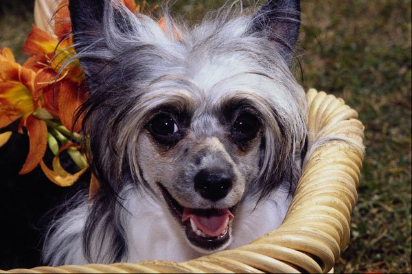 659081 Joy, Chinese Crested Powder Puff A4 Photo Print