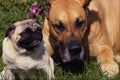 659082 Pug Dog And Great Dane A4 Photo Print