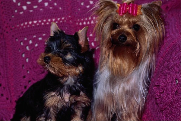 659083 Yorkshire Terriers, Mother And Son A4 Photo Print
