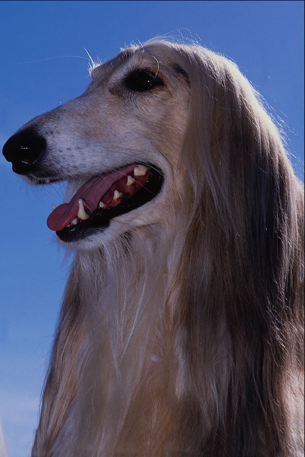 659084 Afghan Hound A4 Photo Print