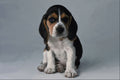 659085 Beagle Puppy A4 Photo Print