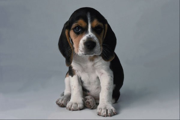 659085 Beagle Puppy A4 Photo Print