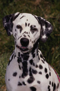 659086 Dalmation A4 Photo Print