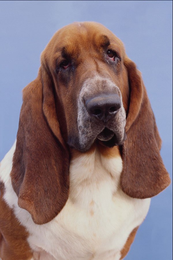 659087 Basset Hound A4 Photo Print