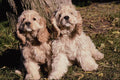 659088 Cocker Spaniel Pups A4 Photo Print