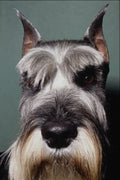 659089 Schnauzer A4 Photo Print