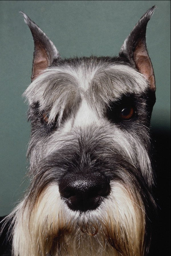 659089 Schnauzer A4 Photo Print