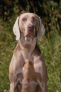659090 Weimeraner A4 Photo Print