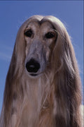 659091 Afghan Hound A4 Photo Print