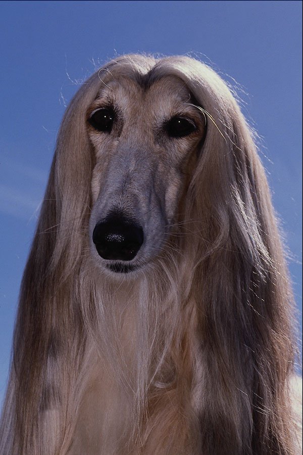 659091 Afghan Hound A4 Photo Print
