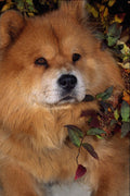 659093 Chow A4 Photo Print