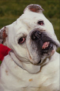 659094 English Bulldog A4 Photo Print