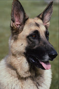 659095 German Shepherd A4 Photo Print