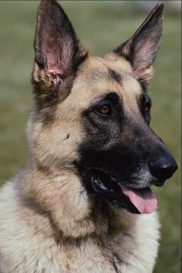 659095 German Shepherd A4 Photo Print