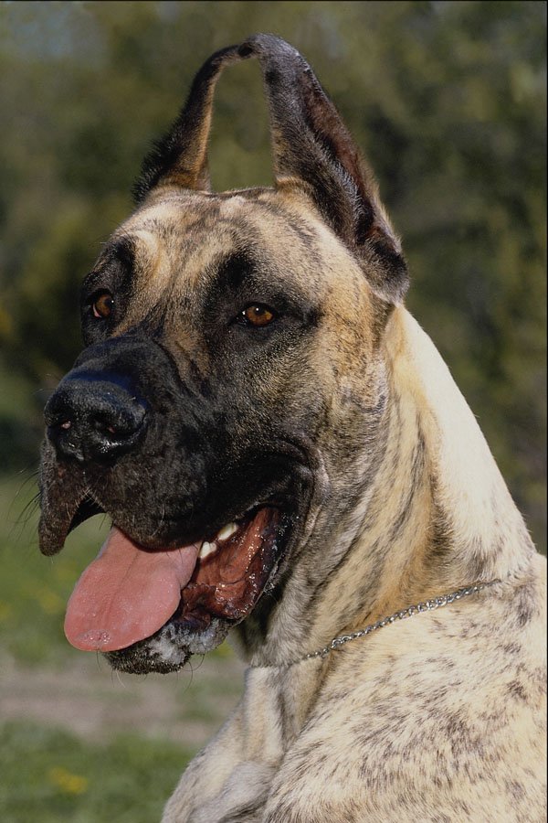 659096 Great Dane A4 Photo Print