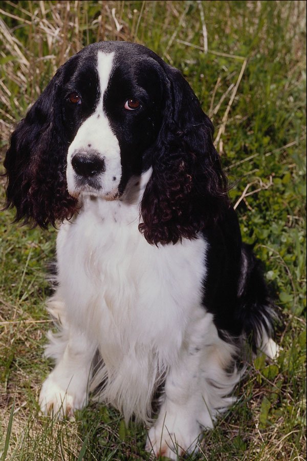 659097 English Springer Spaniel A4 Photo Print