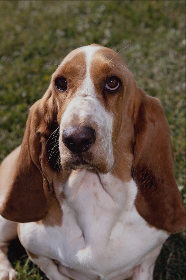 659099 Basset Hound A4 Photo Print