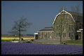 660000 Bulb Fields, Netherlands A4 Photo Print