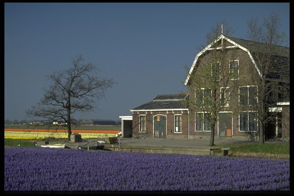 660000 Bulb Fields, Netherlands A4 Photo Print
