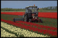 660001 Bulb Fields, Netherlands A4 Photo Print