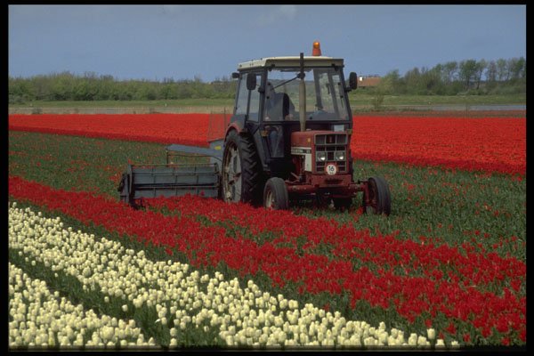 660001 Bulb Fields, Netherlands A4 Photo Print