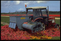 660002 Tractor In The Bulb Fields, Netherlands A4 Photo Print