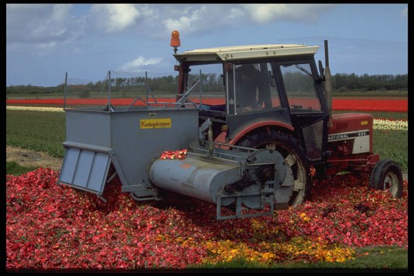 660002 Tractor In The Bulb Fields, Netherlands A4 Photo Print