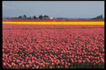 660006 Field Of Joy, Skagit Valley, Washington, U.S.A. A4 Photo Print