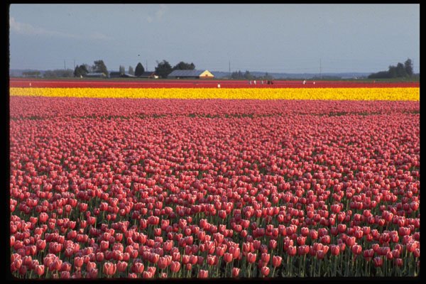 660006 Field Of Joy, Skagit Valley, Washington, U.S.A. A4 Photo Print
